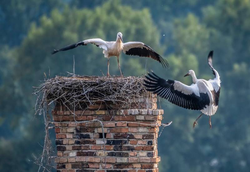 Professional Chimney Animal Removal Services in Lynwood, California