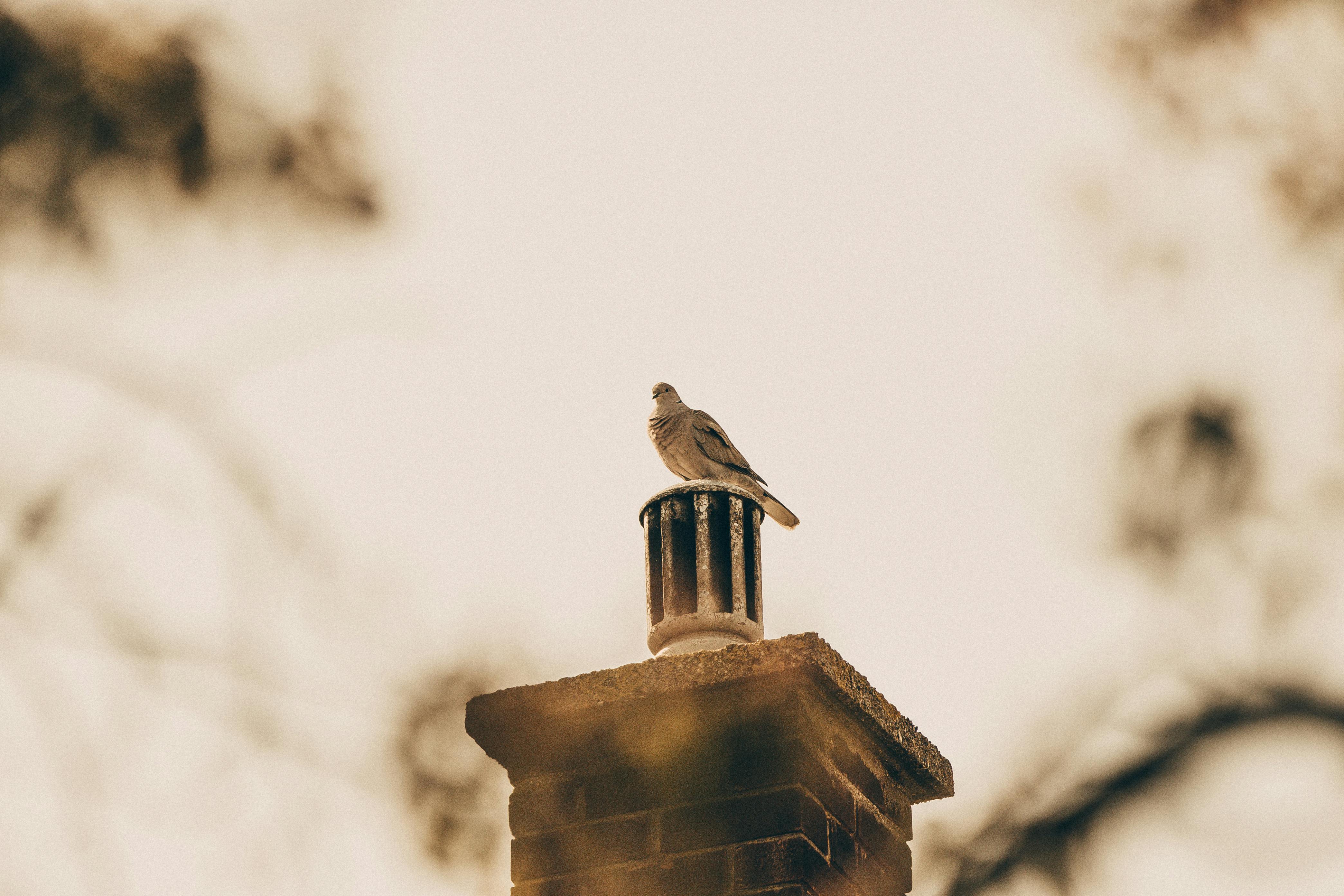 Professional Chimney Cap Installation Services in Lynwood, CA Expert Chimney Cap Installation in Lynwood, California